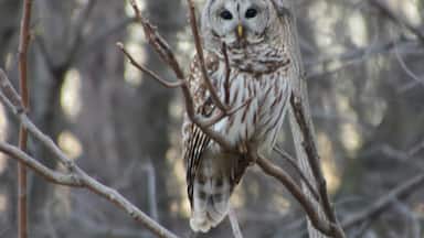 This beautiful Barred Owl was sitting along Route 78 just outside of Morrision, Illinois.  He sat patiently as I backed up to get a better photo.  
