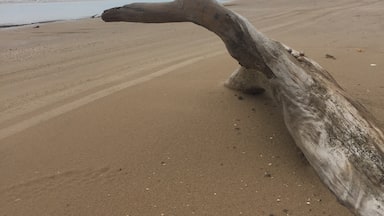 Found this beautiful driftwood/log on the beach at the wild bird refuge. Just east of Crystal Beach TX