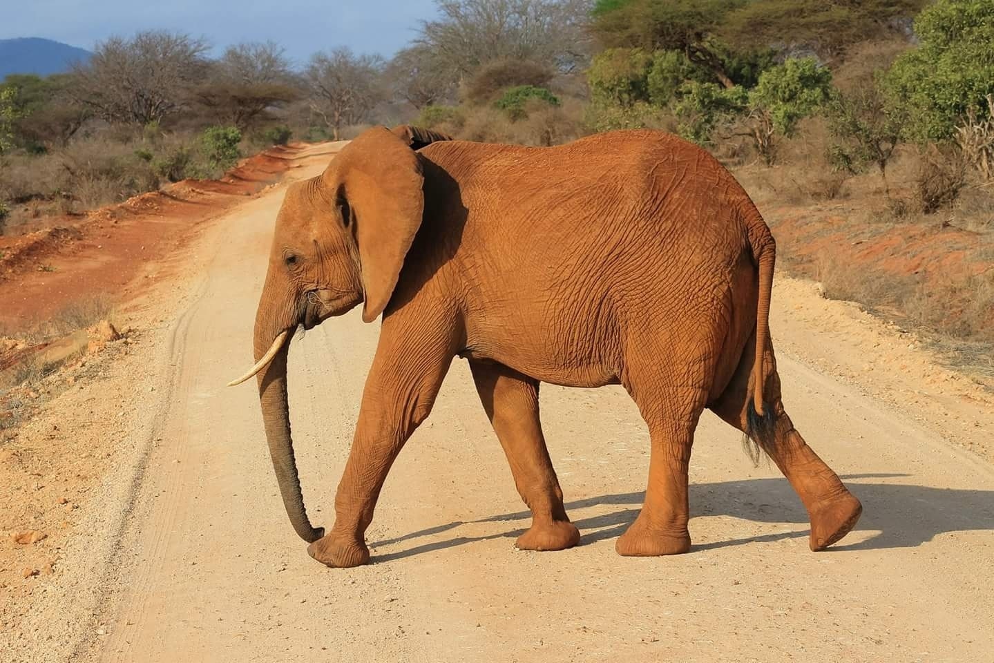 Magical safari in this wonderful place, close call with this elephant charging at jeep