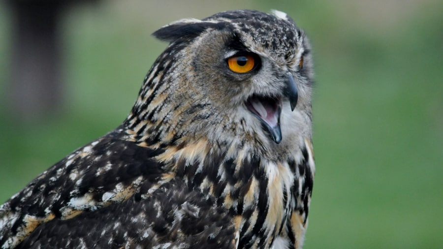 Cheeky owl
