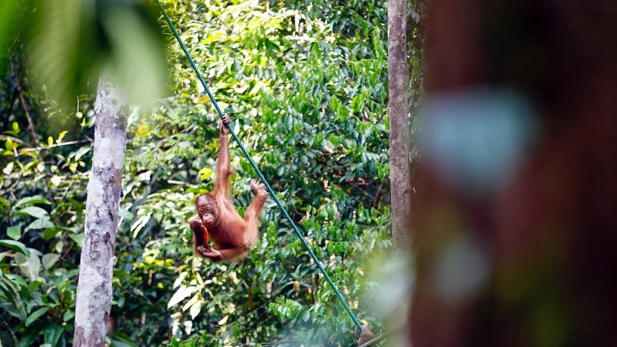 Semenggoh Nature Reserve