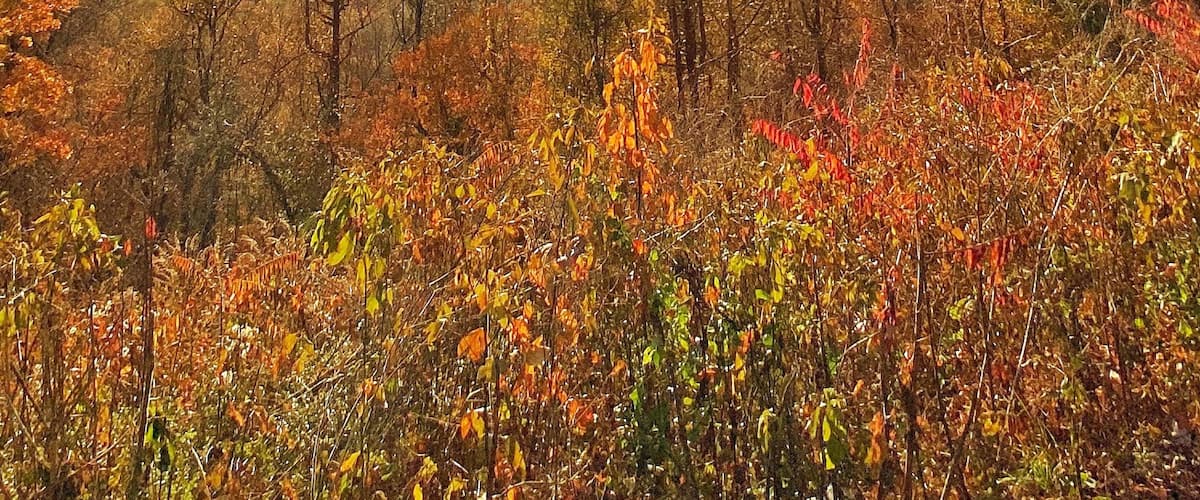 Wonderful spot on the parkway. Taken Sunday November 10th