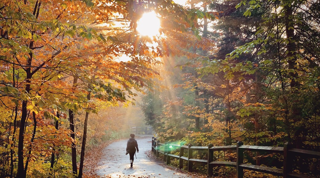 Visit Newberry 2024 Travel Guide for Newberry, Michigan Expedia
