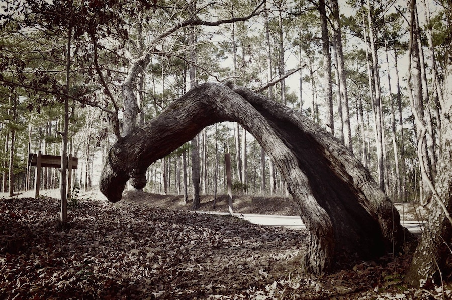 I have no idea how his tree is even alive! #ilovetree #tree