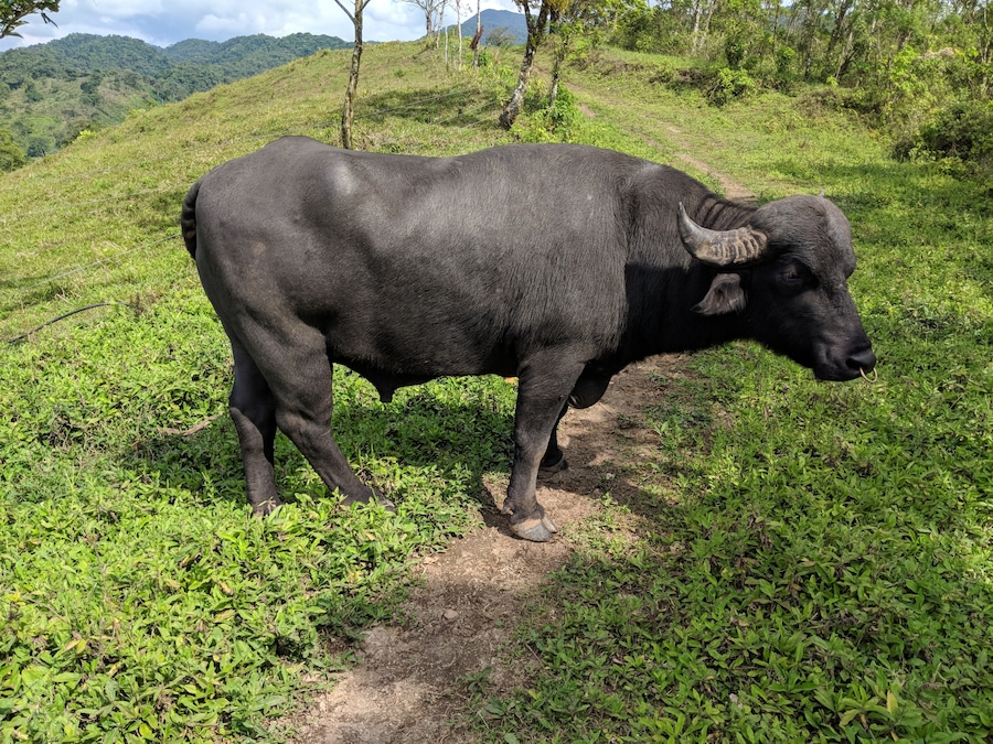 When a water buffalo happens to be on the trail...just another #adventure in CR! I hear that the rancher rides him...I wasn't going to try!