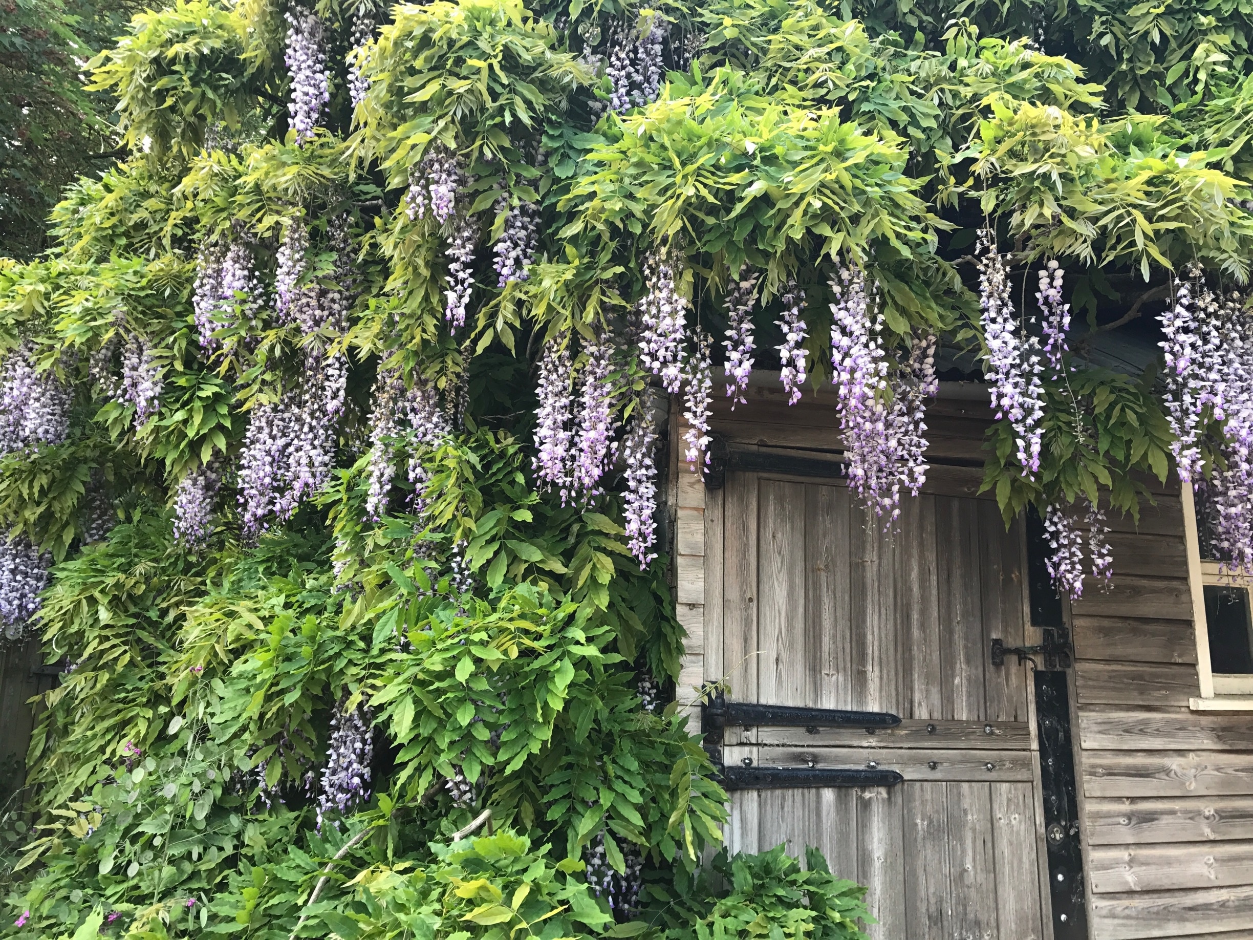 The fragrance of the wisteria is intoxicating. 
