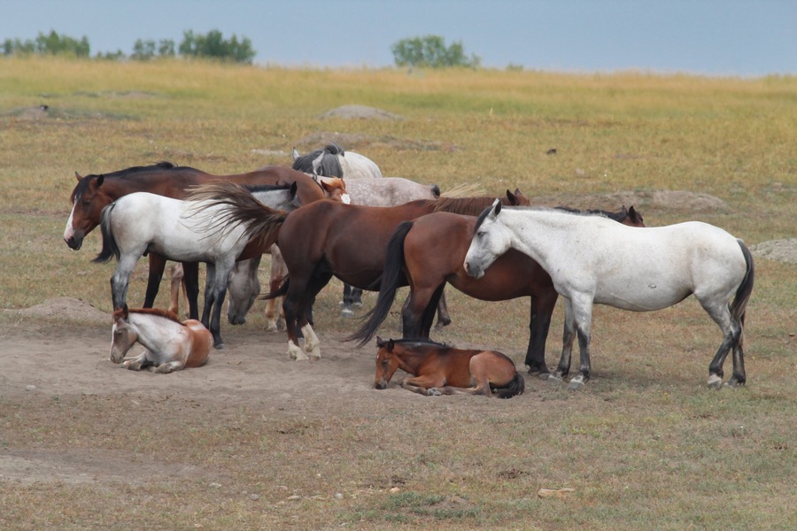 Family of Wild horses