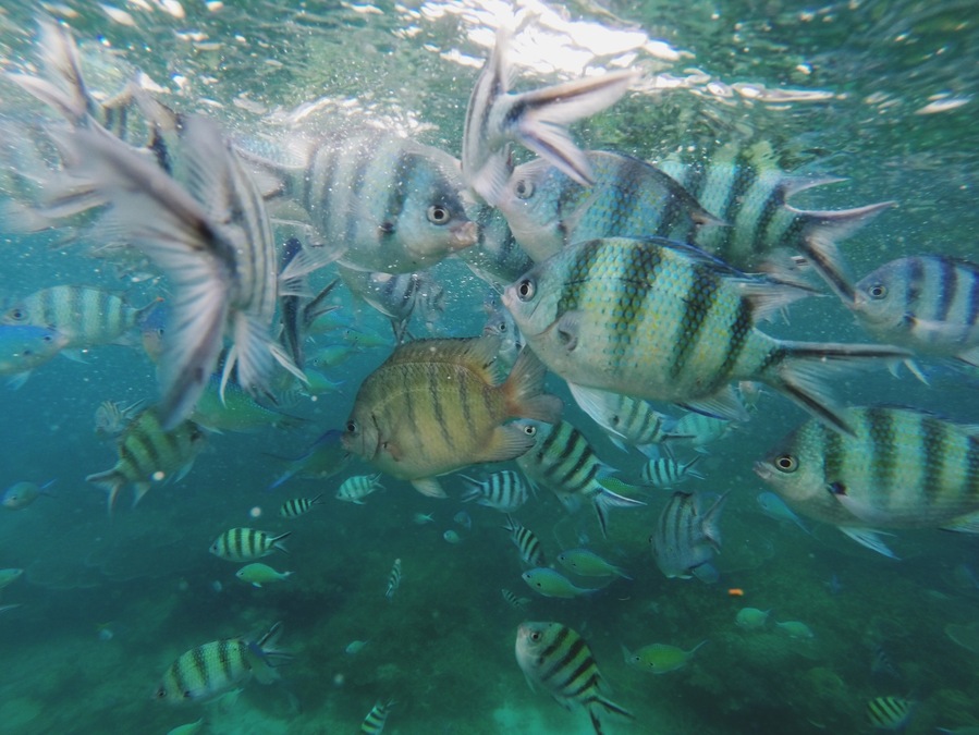 This is the place I go to escape the city. Beautiful beaches with great snorkeling sites. Plenty of resorts to choose from. Budget to luxury chalets.