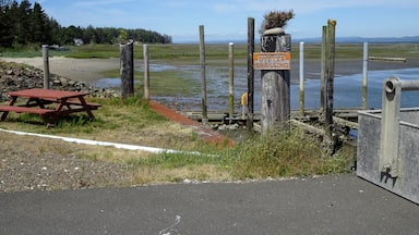 Oyster beds in the background for as far as your eyes can see in Ocean Park, Washington.