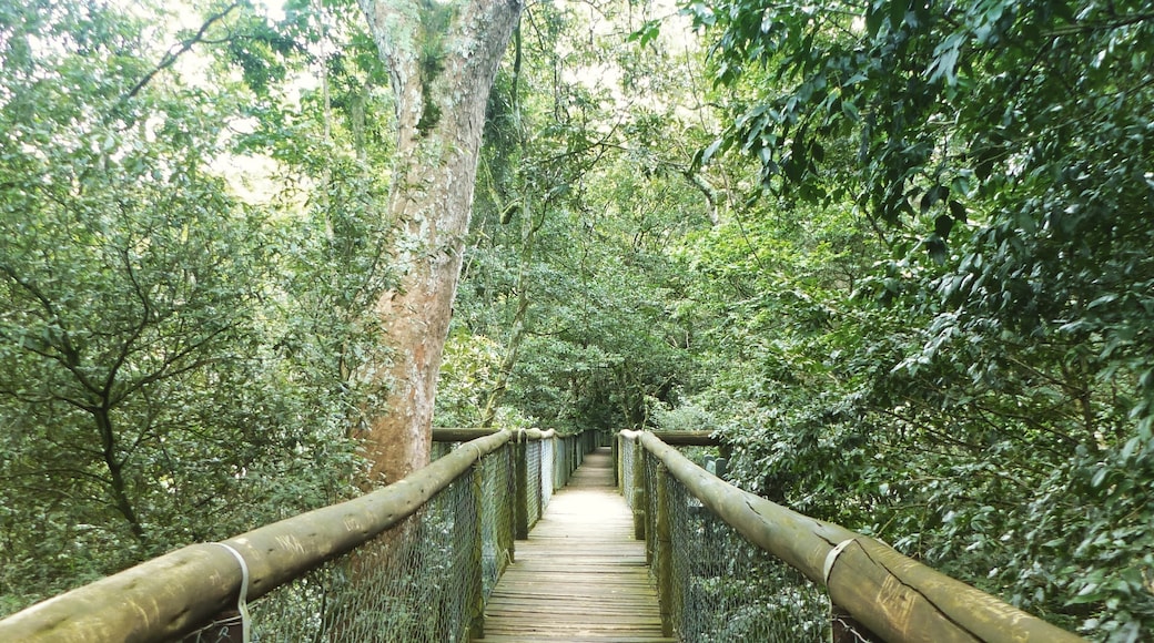 Dlinza erdei függő sétány, Eshowe, KwaZulu-Natal (tartomány), Dél-Afrika