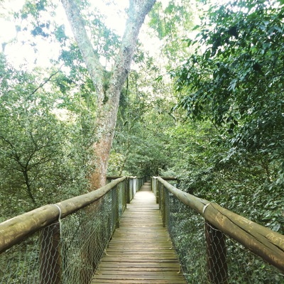 Awesome forest close to Durban with short trails and a forest boardwalk. #forest #boardwalk #nature