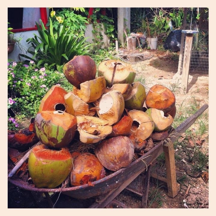They sell fresh coconuts at the entrance, prefect for after climbing and hiking around the area.