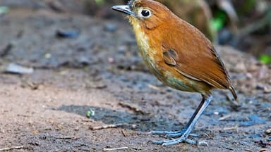 In addition to the Giant Antpitta, we also got to see a Yellow-breasted Antpitta looking for an easy breakfast. This guy was much smaller, and I can't imagine trying to find one out in the forest.

At Refugio Paz del las Aves, Angel Paz and his family have successfully converted their 70 hectare forest into a world-renowned bird sanctuary. A must visit on any trip to Ecuador.