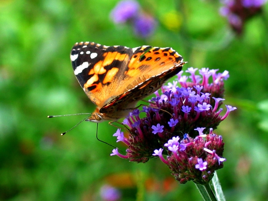 Butterflies are free