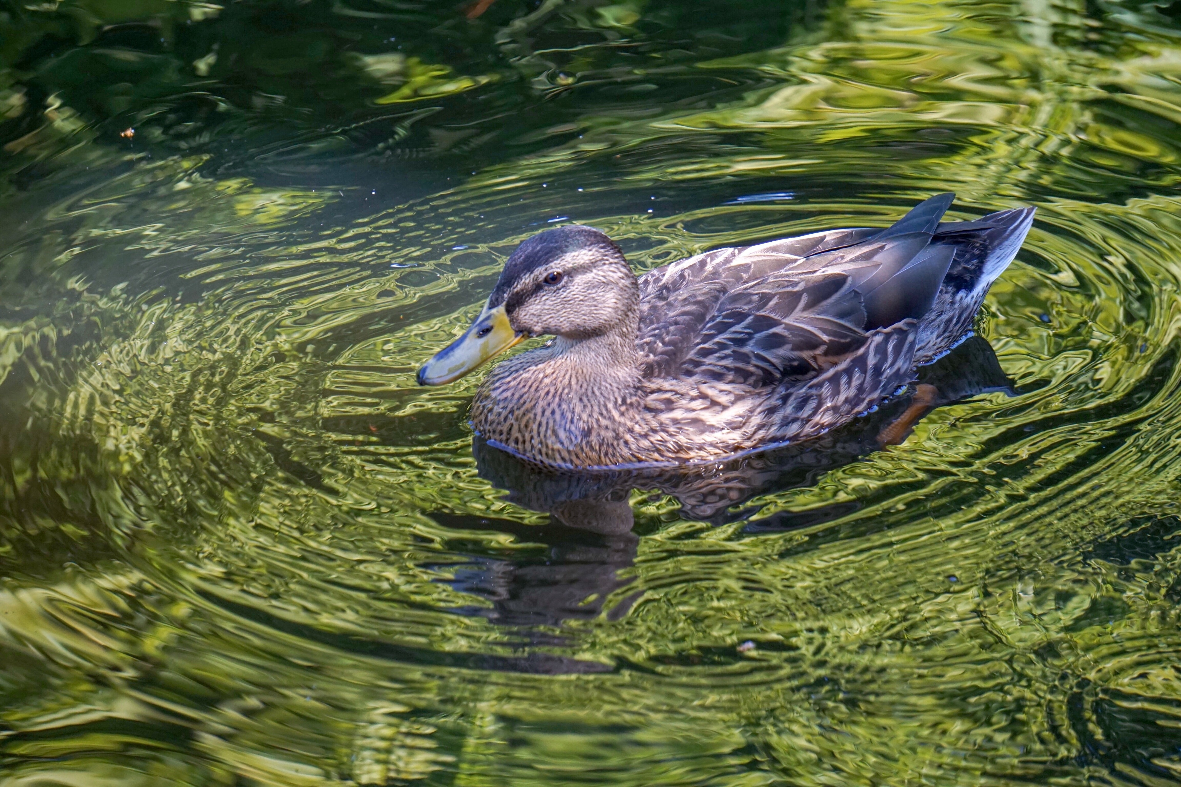 At the Botanic Gardens, Churchtown, Southport, Merseyside, UK (Jul 2014). #nature #naturalworld #ducks