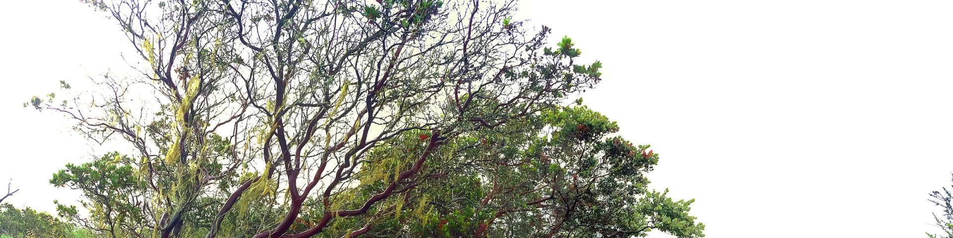 One of the trail heads around Ft. Ord National Monument. 
The trails are a combination of paved roads, dirt roads and sandy paths. Manzanitas on all sides. Live oaks and lace lichen make this a wonderland of gnarly branches.
The light rain the morning we hiked gave the manzanitas a shine and a depth that was surreal!