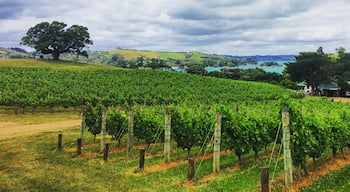 Vineyards on the Waiheke are something you need to see!!! For me this is definitely one of the favorite spots on the island...

#green