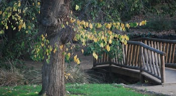 The Buninyong botanical gardens are one of the oldest in Victoria and are so beautiful to visit. It feels like you've gone back in time 

#localgem