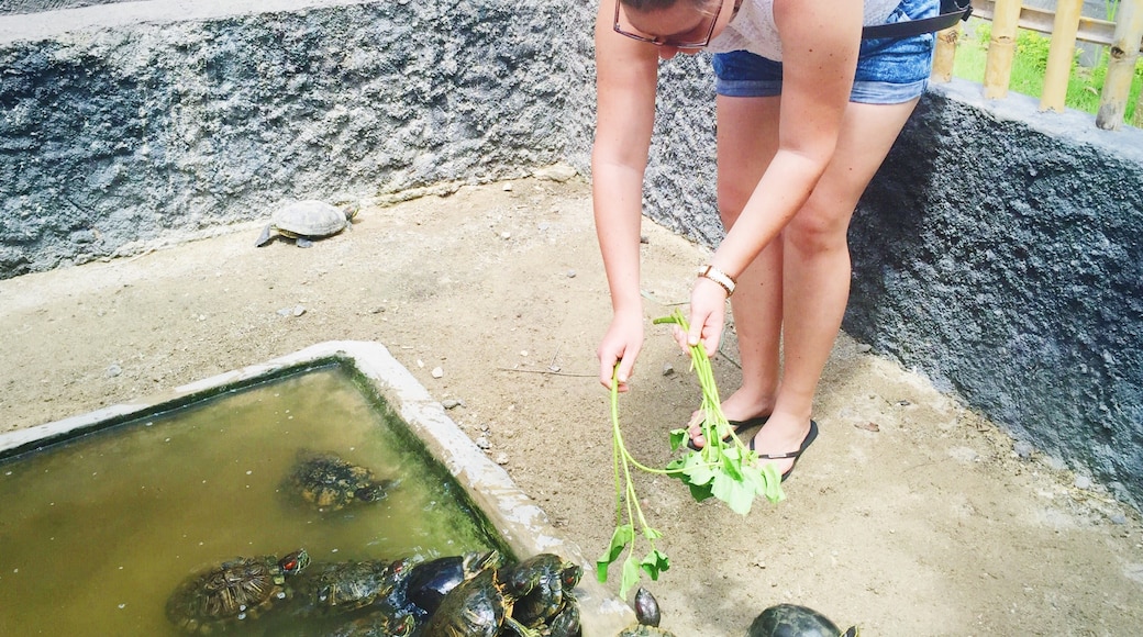 Turtle Conservation and Education Center, Denpasar, Bali, Indonesia