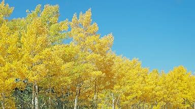 Aspen trees in the fall are a beautiful sight to see.