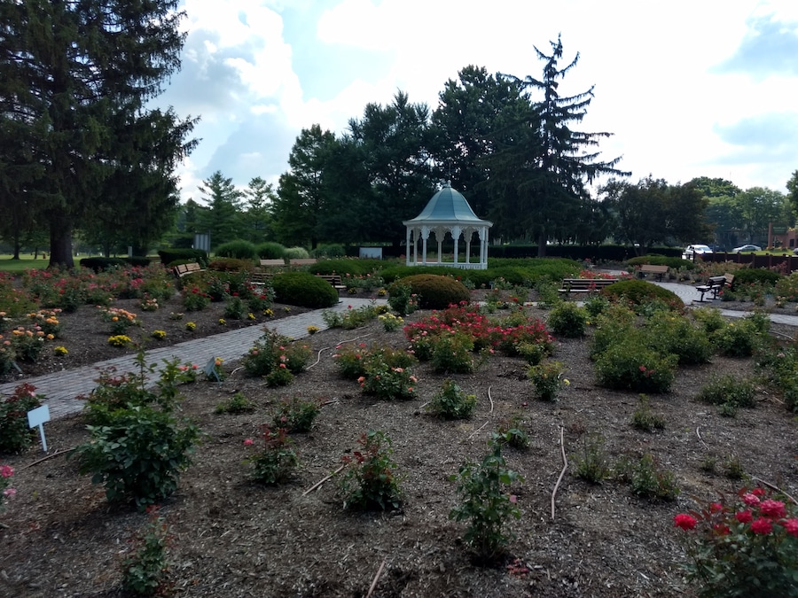 This is a really pretty rose garden on the east side of Richmond, beside the golf course and Glen Miller Park.