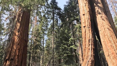 #sequoia #nationalpark #nature #summer2018
