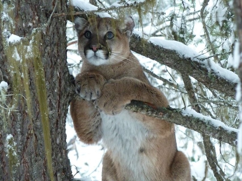 An unexpected encounter while snowshoeing around Jaffray BC Canada