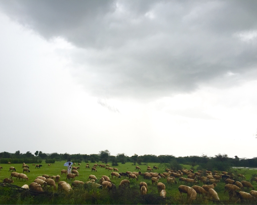 Sheep's enjoying new shoots and green pasture on a overcast day under a watchful eye of a shepherd.. Than it rained cats and dogs.. Delighted to see nature at its best... Blessed..