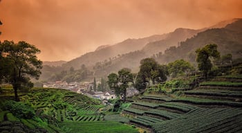 Early in the morning, went to explore the tea plantations in Hangzhou, awesome experience as higher you go, the path leading me up to the top of the hills or mountains. Rows and rows of tea plantations across the hills and the mountainsides, it make me wonder how mankind and nature go together hand by hand. #China #red #hiking #nationalpark
#travel #landscape #Parks 