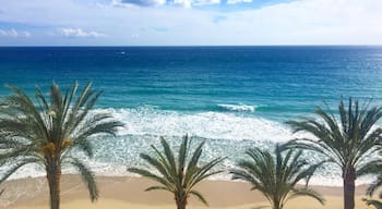 Private beach at Hotel Nixe Palace Mallorca. Palm tree family contemplating the sea.