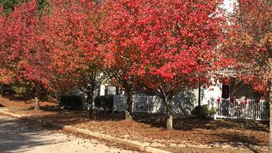 Fall colors of Mississipi #red
