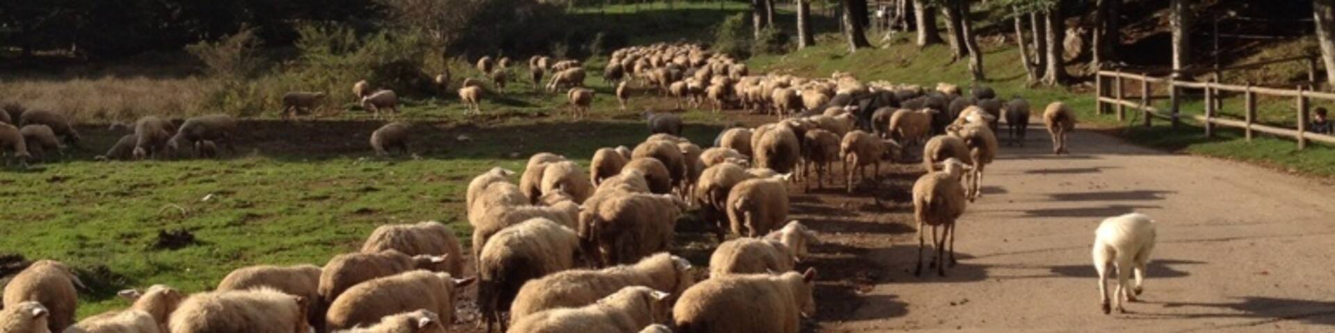 Walking by Lake Matese on a beautiful clear day