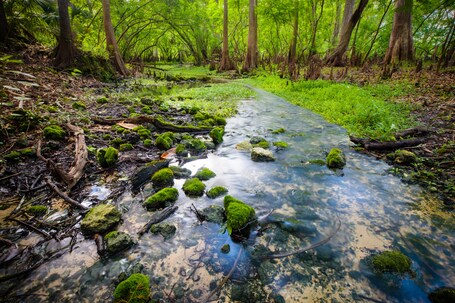 value: "Small stream created by a tiny spring that feeds the main swimming area of Fanning Springs."
