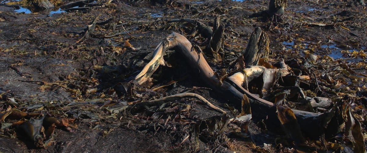 The Drowned Forest, near The Hawk in Nova Scotia, is over 1,500 years old and only viewable at low tide.