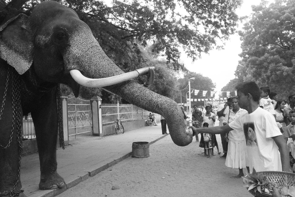 People walking near the elephant can feed it. And also can pet him. 