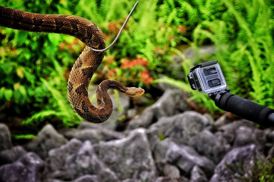 Went rattlesnake hunting with a friend. It was an adrenaline pumping experience. We didn't kill any just reported to the Game Commission.