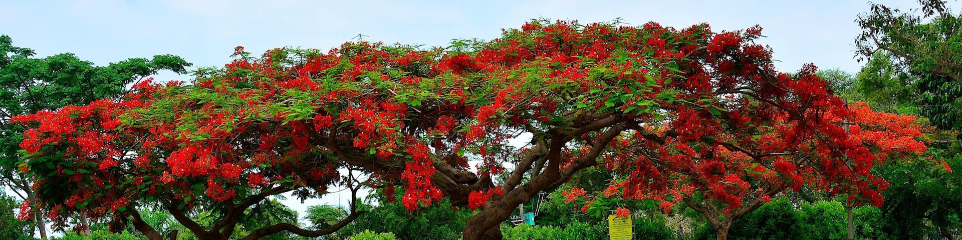 A few kilometers short of Bandipur National Park, if you are traveling from Mysore. Two splendid Gulmohar trees provided shade under which a seller of tender coconuts made a living. :-)