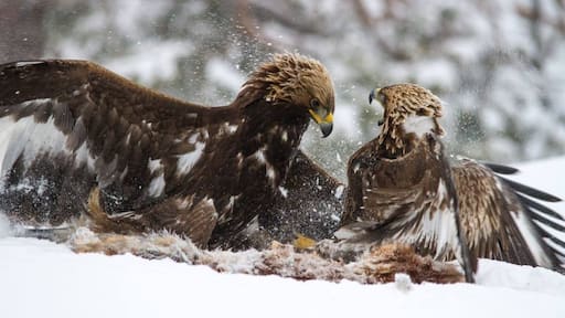 Photo de  Peter Stensby