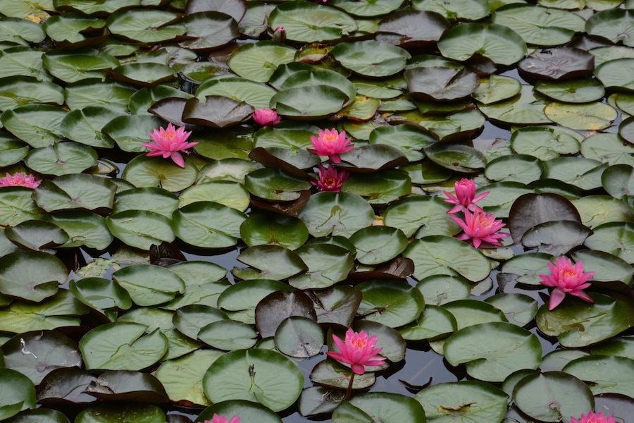As we approached Hancock, MD on the
C &O trail, this lovely area of water lilies were in the canal.