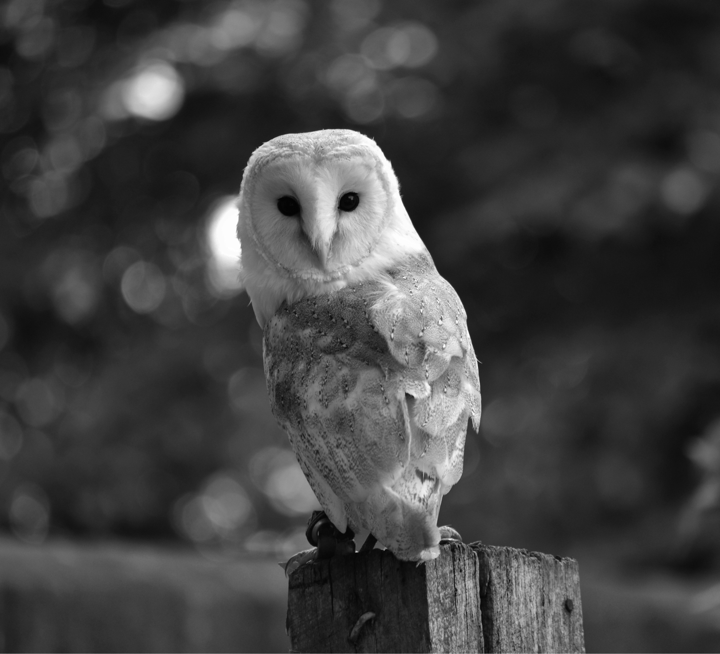 Photo by Lauren Pinfield