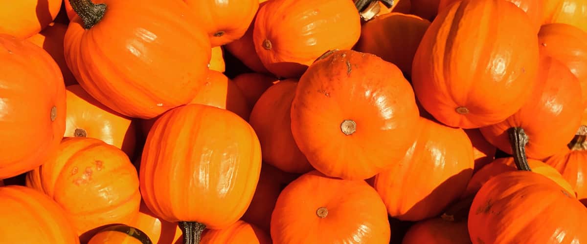 Pumpkin pickin'!