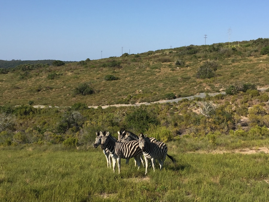 Private Game Reserve 350 ha with wild animal living behind a fence. 😓 Nice for half day trip and to see giraffe, zebra, wildebeest, kudu, eland, blesbuck, impala, nyala, fallow deer, waterbuck, duiker, bushbuck and ostrich. To see real nature its better to visit a national park.