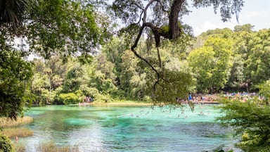 Florida is known for their gorgeous springs. Rainbow Springs State Park is definitely one that is truly captivating. Read the full travel guide here: https://thewalkingmermaid.com/blog/rainbow-springs-state-park-florida