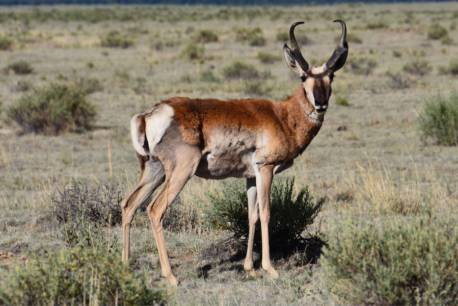 This beautiful antelope just watched us as we drove by. Beautiful area near the VLA