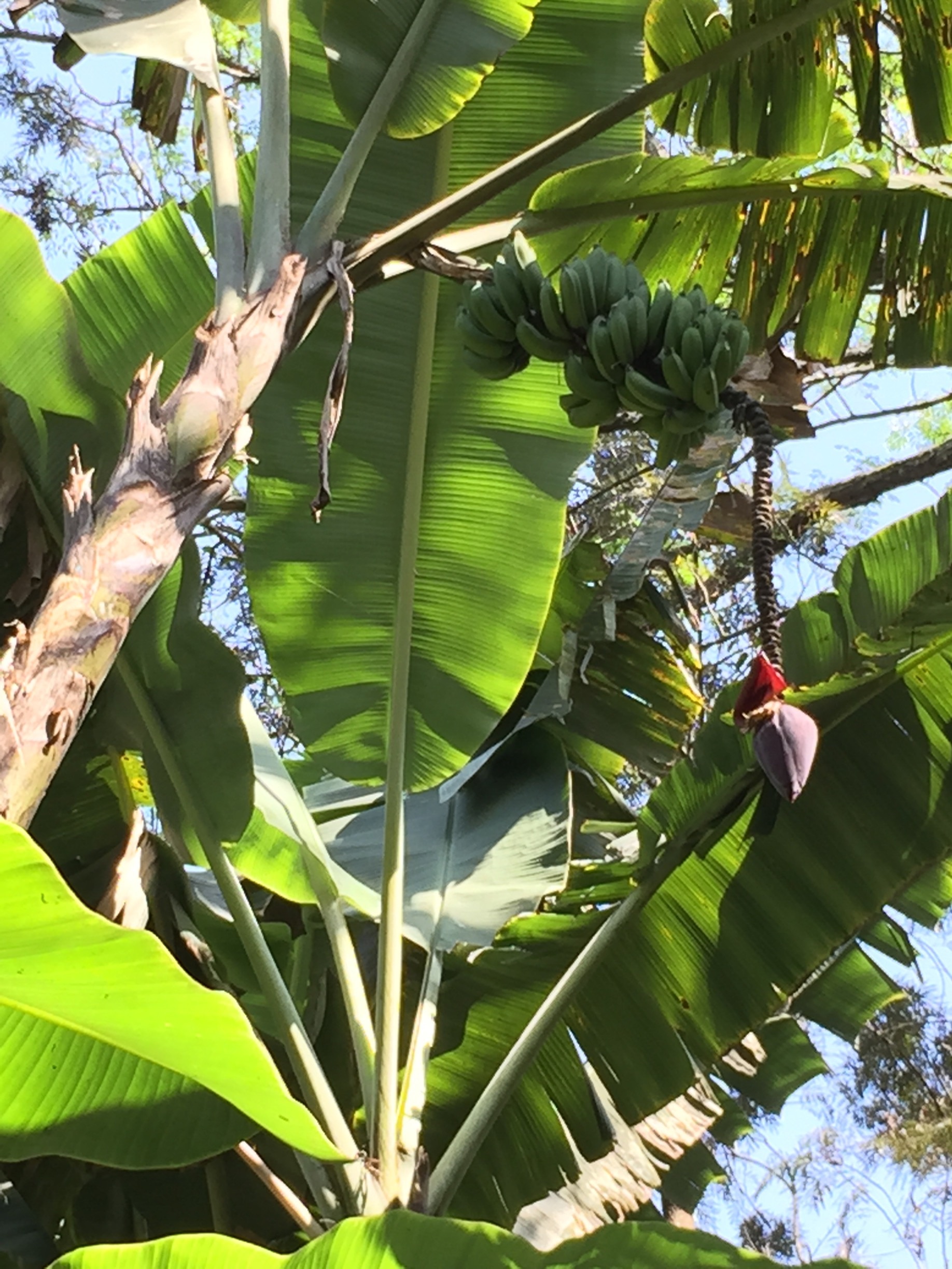 Fruit trees around te park: bananas and berriee. Flowers and small wild animals join them. People walk around, be prepared to shake the park with jogging persons and pic-nic families.