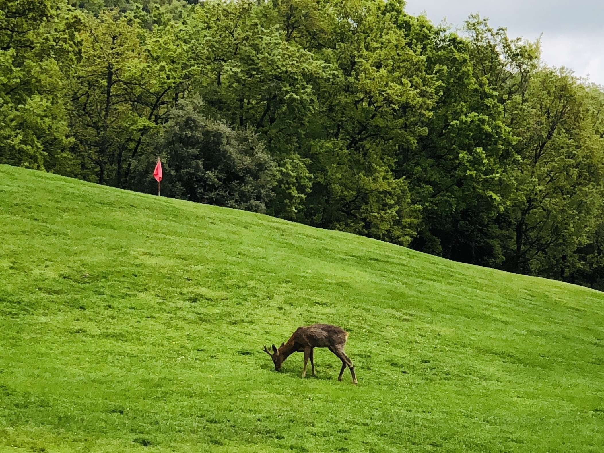 Golfing with wildlife