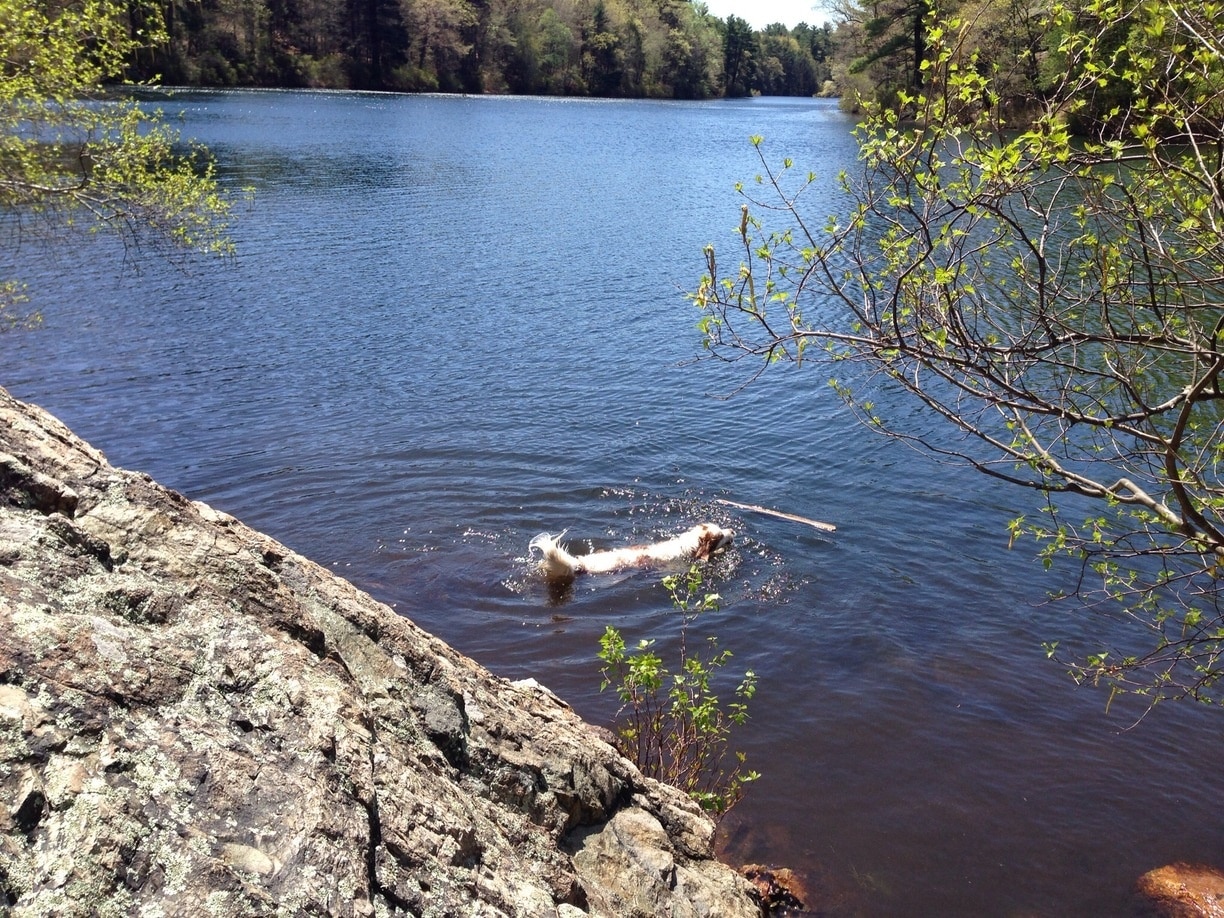 Swimming, of both dog and human varieties, is allowed in Breakheart's lakes. During summer, the beach has a life guard and dogs have to stay away from that area.