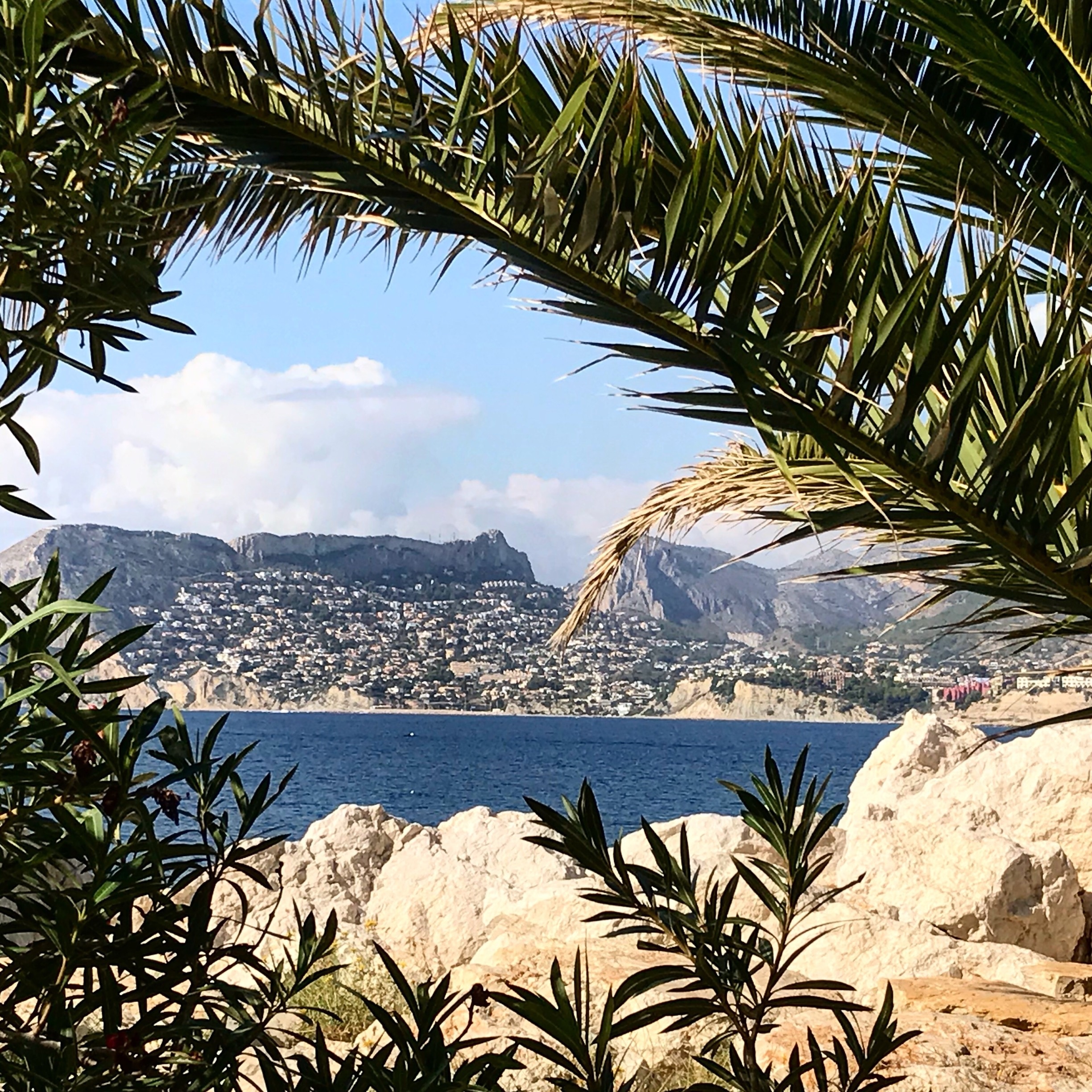 A view through the palm trees.