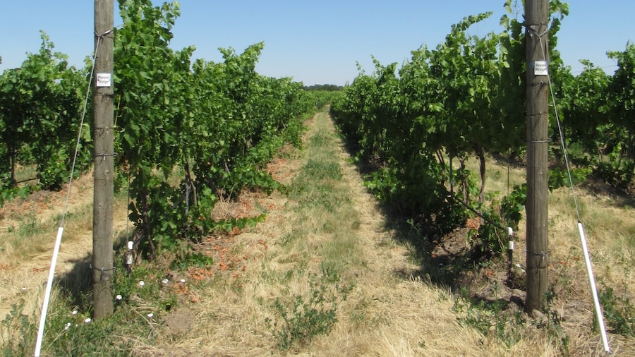 Pepper Bridge Winery (Weingut)
