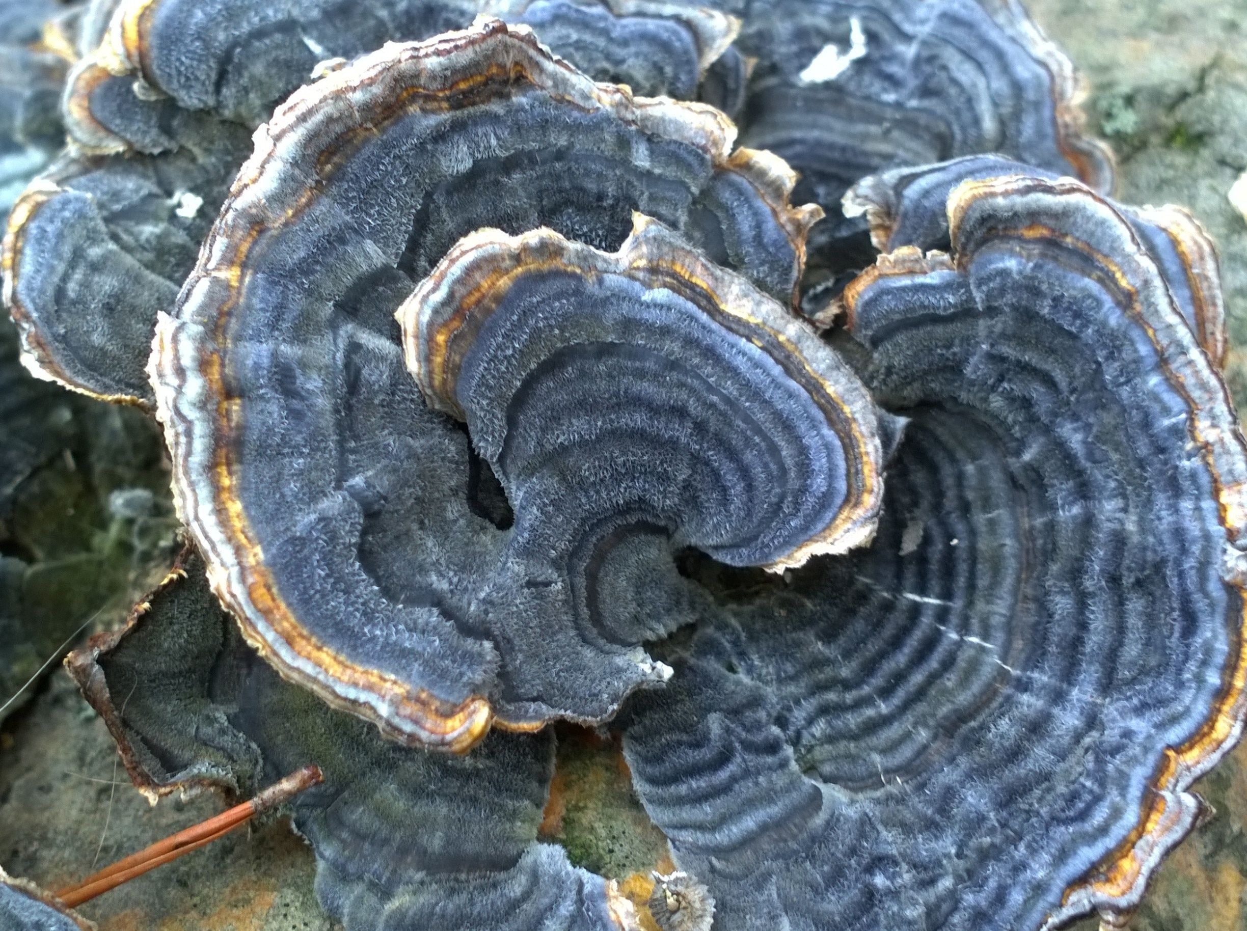 Turkey tails (Trametes versicolor) taking on a bluish hue on the first day of spring.